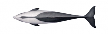 Click to see images of Heaviside’s dolphin (Cephalorhynchus heavisidii)
