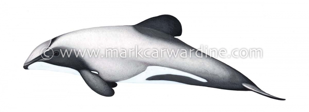 Hector’s dolphin (Cephalorhynchus hectori)