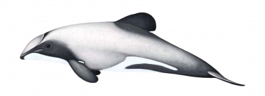 Image of Hector’s dolphin (Cephalorhynchus hectori) - Adult variation