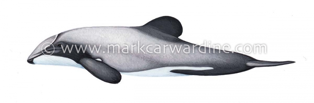 Hector’s dolphin (Cephalorhynchus hectori)