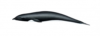 Image of Northern right whale dolphin (Lissodelphis borealis) - Adult