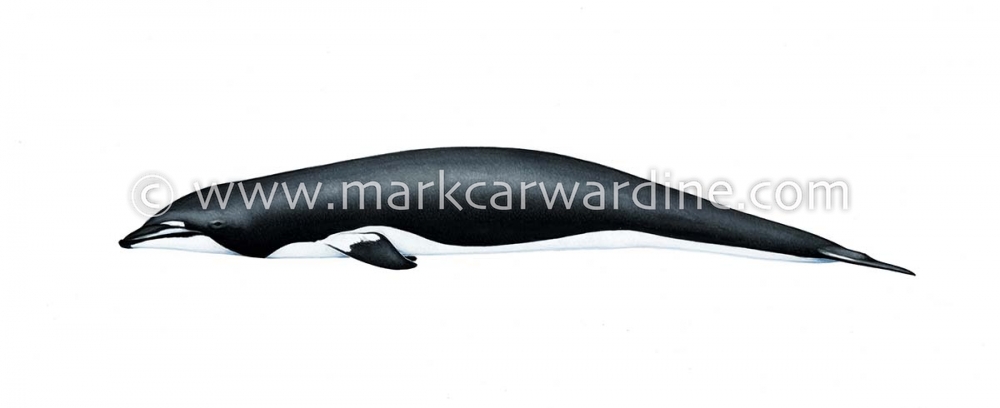 Northern right whale dolphin (Lissodelphis borealis)