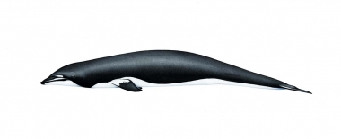 Image of Northern right whale dolphin (Lissodelphis borealis) - Adult ‘swirled’ colour morph