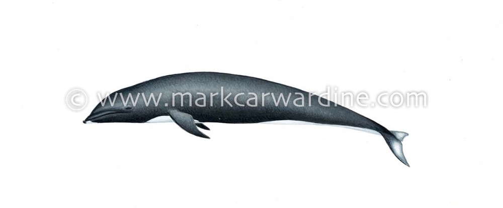 Northern right whale dolphin (Lissodelphis borealis)