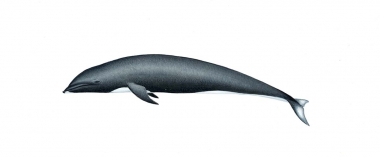 Image of Northern right whale dolphin (Lissodelphis borealis) - Calf