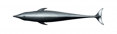 Image of Northern right whale dolphin (Lissodelphis borealis) - Adult topside