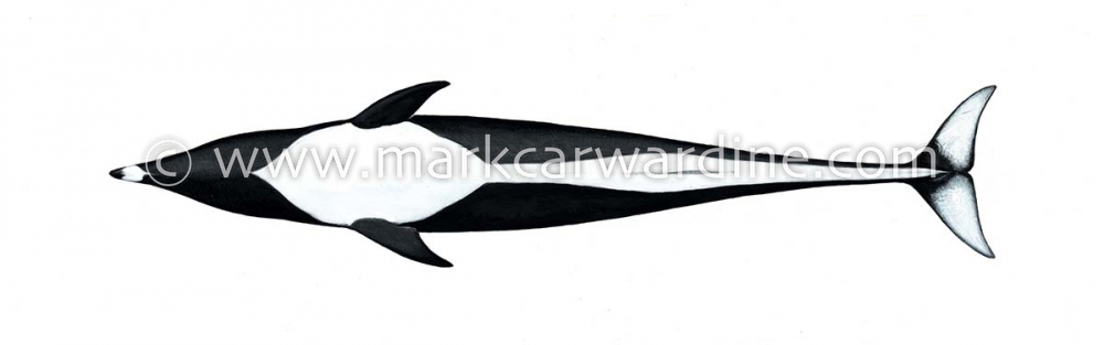 Northern right whale dolphin (Lissodelphis borealis)