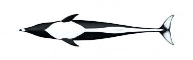 Image of Northern right whale dolphin (Lissodelphis borealis) - Adult underside