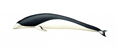 Image of Southern right whale dolphin (Lissodelphis peronii) - Adult