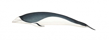 Image of Southern right whale dolphin (Lissodelphis peronii) - Calf