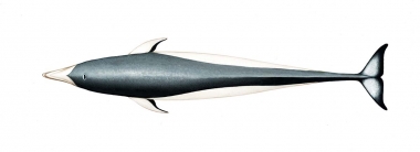 Image of Southern right whale dolphin (Lissodelphis peronii) - Adult topside