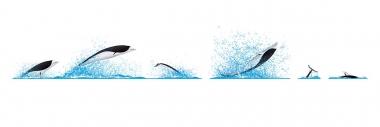 Image of Southern right whale dolphin (Lissodelphis peronii) - Dive sequence, fast swimming