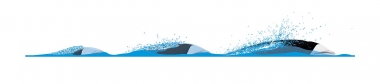 Image of Southern right whale dolphin (Lissodelphis peronii) - Dive sequence, slow swimming