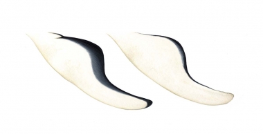 Image of Southern right whale dolphin (Lissodelphis peronii) - Flipper variations