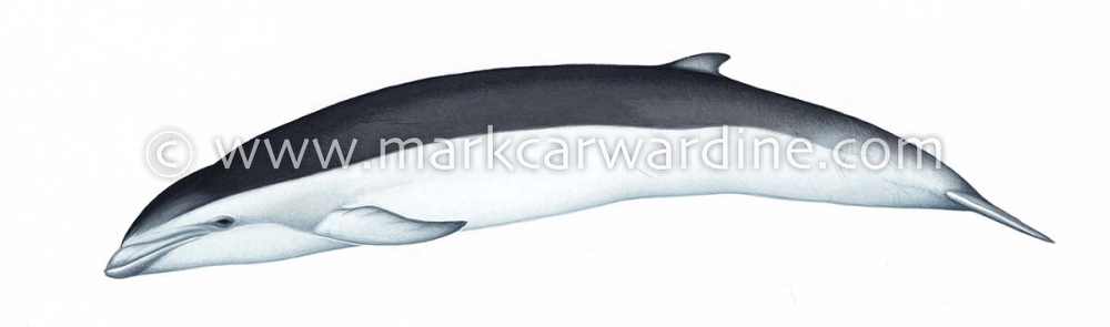 Southern right whale dolphin (Lissodelphis peronii)