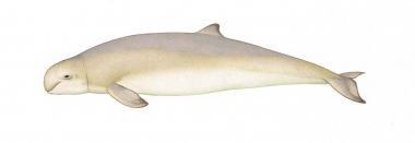 Image of Australian snubfin dolphin (Orcaella heinsohni) - Adult