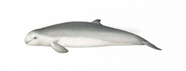 Image of Australian snubfin dolphin (Orcaella heinsohni) - Adult variation