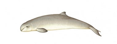 Image of Australian snubfin dolphin (Orcaella heinsohni) - Calf