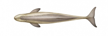 Image of Australian snubfin dolphin (Orcaella heinsohni) - Adult topside