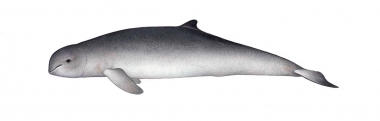 Image of Irrawaddy dolphin (Orcaella brevirostris) - Adult