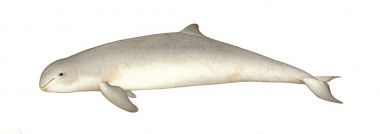 Image of Irrawaddy dolphin (Orcaella brevirostris) - Adult colour variation