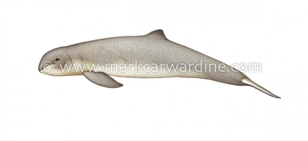 Irrawaddy dolphin (Orcaella brevirostris)