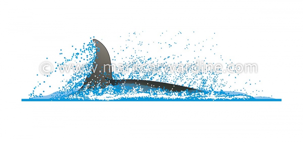 Irrawaddy dolphin (Orcaella brevirostris)