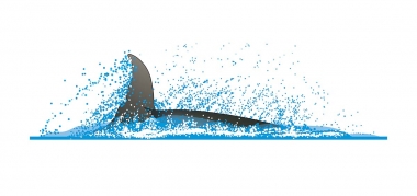 Image of Irrawaddy dolphin (Orcaella brevirostris) - Sometimes flips to one side, showing single fluke