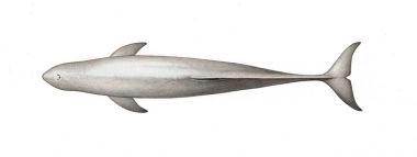 Image of Irrawaddy dolphin (Orcaella brevirostris) - Adult topside