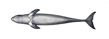 Image of Irrawaddy dolphin (Orcaella brevirostris) - Adult underside