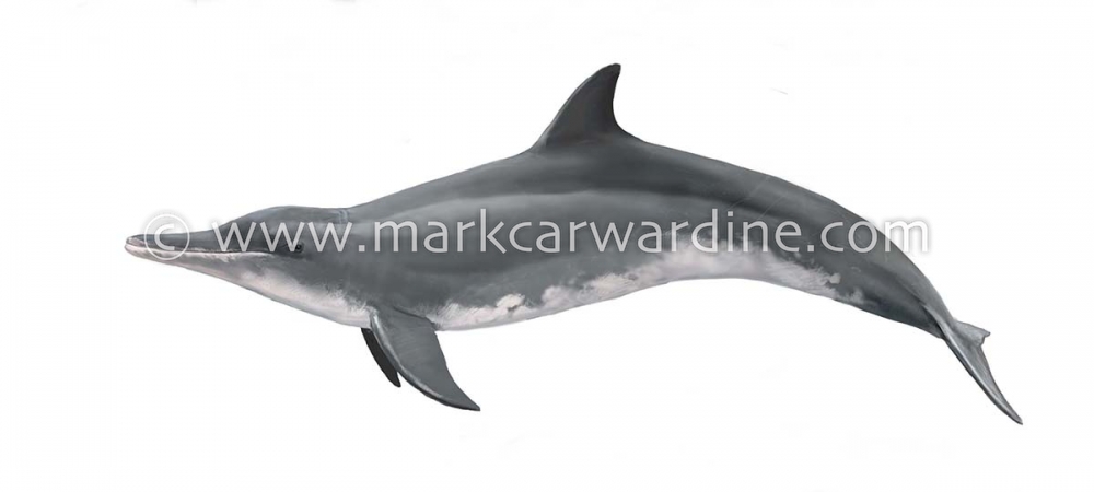 Rough-toothed dolphin (Steno bredanensis)