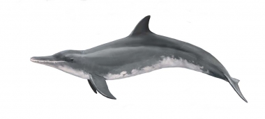 Image of Rough-toothed dolphin (Steno bredanensis) - Adult female