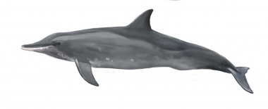 Image of Rough-toothed dolphin (Steno bredanensis) - Adult colour variation