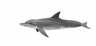 Image of Rough-toothed dolphin (Steno bredanensis) - Calf