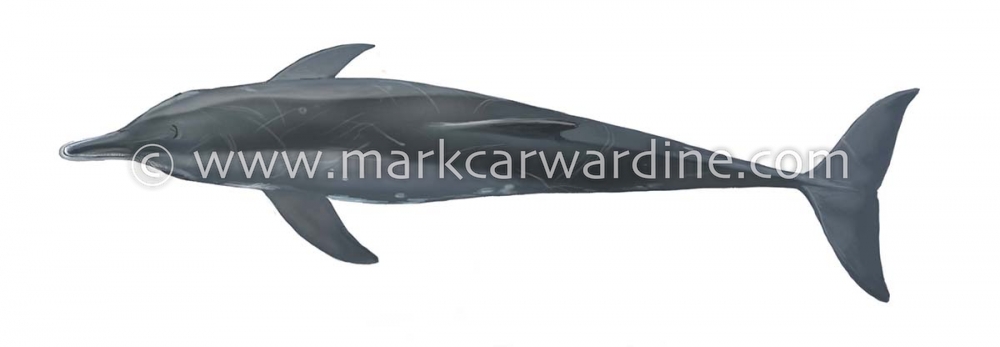 Rough-toothed dolphin (Steno bredanensis)