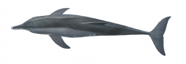 Image of Rough-toothed dolphin (Steno bredanensis) - Adult topside