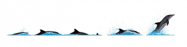 Image of Rough-toothed dolphin (Steno bredanensis) - Dive sequence