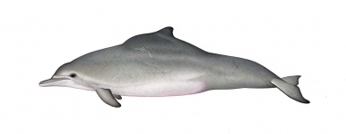 Image of Atlantic humpback dolphin (Sousa teuszii) - Adult