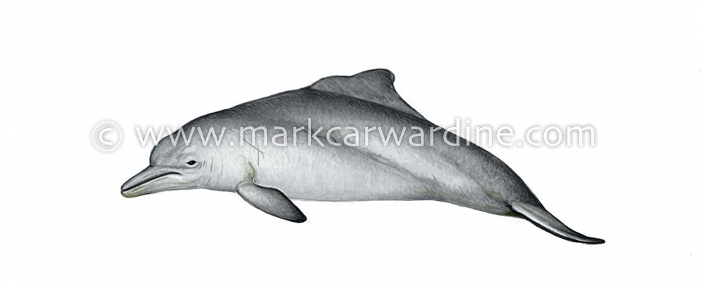 Atlantic humpback dolphin (Sousa teuszii)