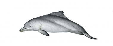 Image of Atlantic humpback dolphin (Sousa teuszii) - Calf