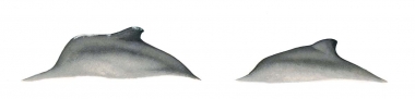 Image of Atlantic humpback dolphin (Sousa teuszii) - Dorsal hump variations