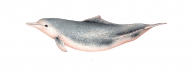 Image of Indo-Pacific humpback dolphin (Sousa chinensis) - Adult Southeast Asia - ‘Borneensis’-type