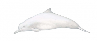 Image of Indo-Pacific humpback dolphin (Sousa chinensis) - Adult China, Taiwan and Hong Kong female variation