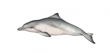 Image of Indo-Pacific humpback dolphin (Sousa chinensis) - Calf