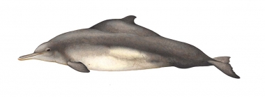 Image of Indian Ocean humpback dolphin (Sousa plumbea) - Adult