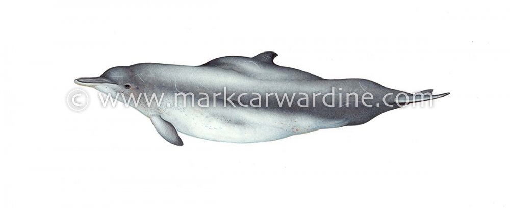 Indian Ocean humpback dolphin (Sousa plumbea)