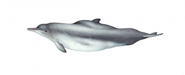 Image of Indian Ocean humpback dolphin (Sousa plumbea) - Adult Bay of Bengal - ‘Lentiginosa’ form