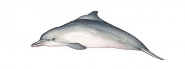 Image of Indian Ocean humpback dolphin (Sousa plumbea) - Calf