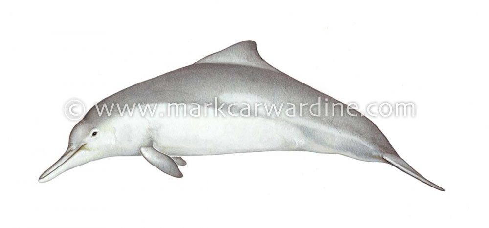 Australian humpback dolphin (Sousa sahulensis)