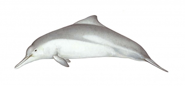 Image of Australian humpback dolphin (Sousa sahulensis) - Adult male